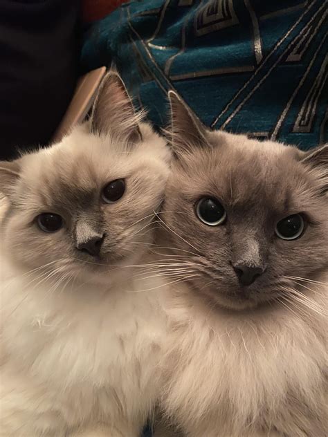 Momo and Appa cuddling 💜 : r/ragdolls
