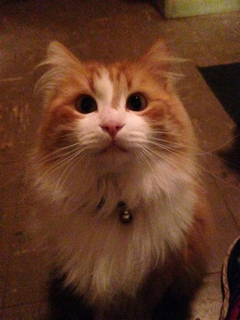 cats club san francisco 6