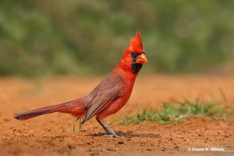 Female Cardinal Identification, Lifecycle & More