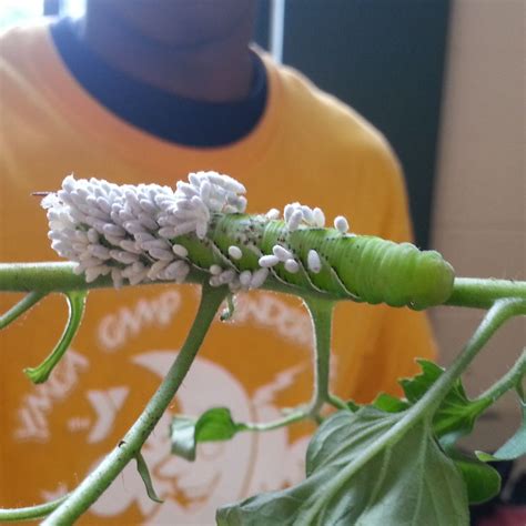 parasitic wasp larvae coming    host caterpillar larvae