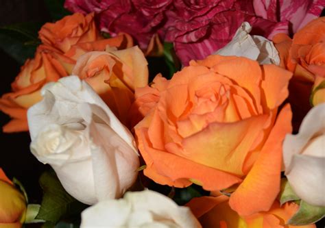 roses romantic love  stock photo public domain pictures