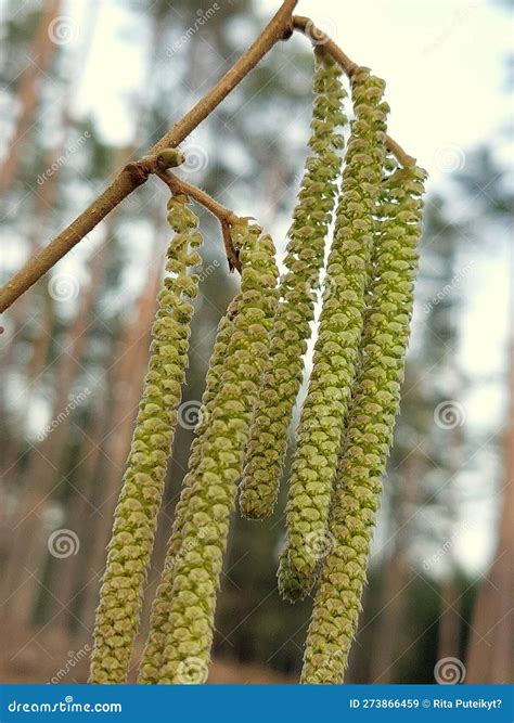 Common Hazel (Corylus Avellana) Stock Image - Image of plant