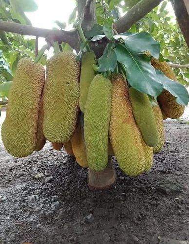 full sun exposure green thai baramasi jackfruit plant  outdoor
