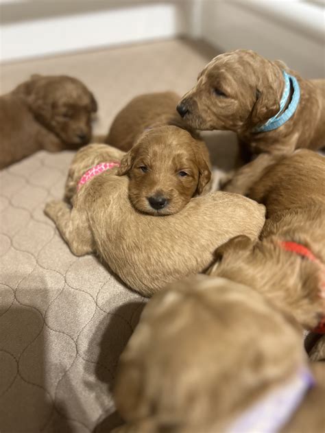 Reputable Goldendoodle Breeders In Dallas TX | Goldendoodle Puppies