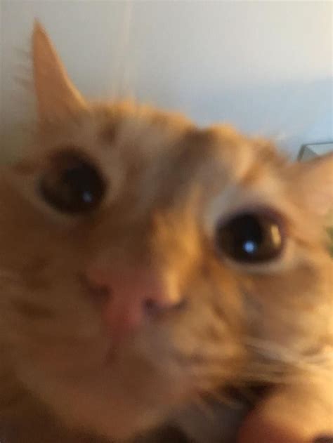 Мемный кот