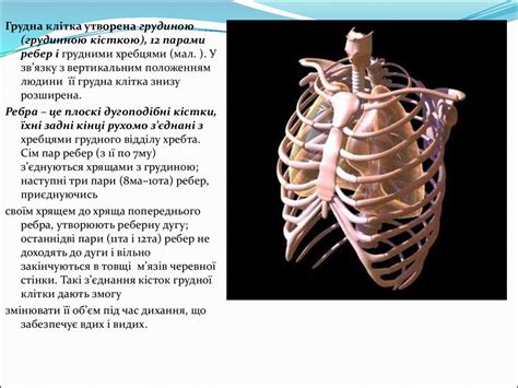 Будова скелета людини - презентация онлайн