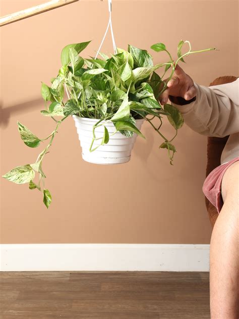 pothos house plant 9