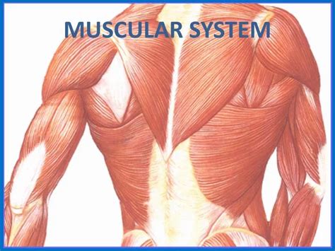 Muscle system pro iii for windows - tasticvirt