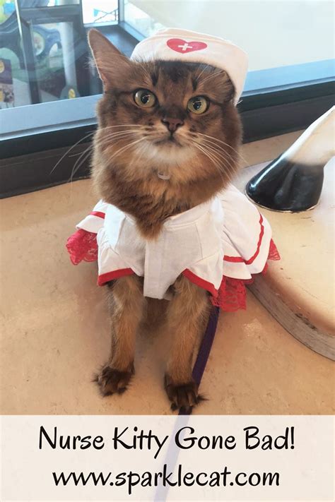 kitty nurse  bad therapy cat nurse cat cats