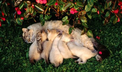 К чему снится котенок? Сонник котята