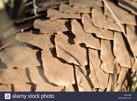 Vertebrates Flashcards | Quizlet