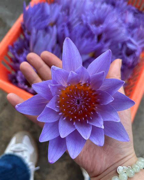 blue lotus flower tea 12