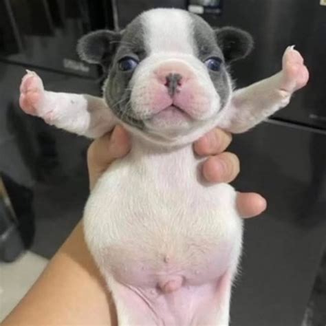 freaky pibble (@pibble.gmail) • Instagram photos and videos
