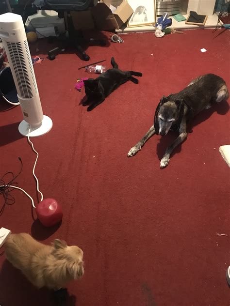 Two female dogs together? | Dog Forum