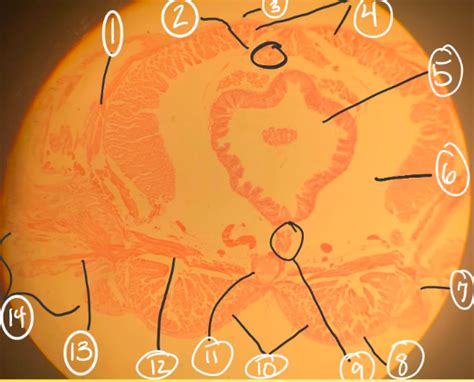 Nereis virens Diagram | Quizlet