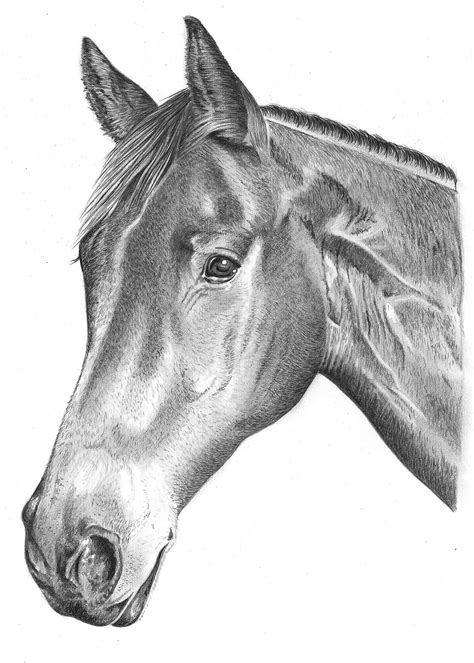 Pencil Portrait of Horse | Pencil Sketch Portraits