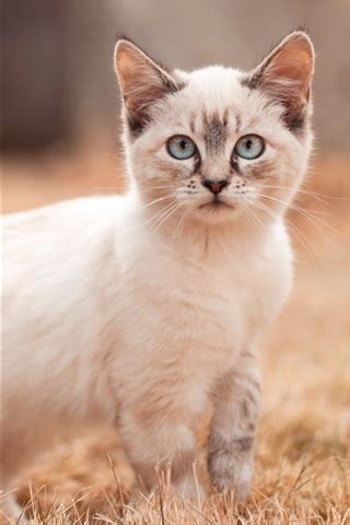 壁紙 白い子猫の散歩、見る 2560x1600 無料のデスクトップの背景, 画像