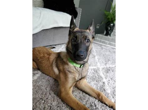 One female Belgian Malinois puppy ready for adoption Norcross - Puppies ...