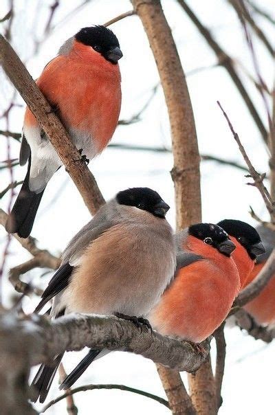 Снегири | Pájaros hermosos, Pájaros bonitos, Pájaros de colores