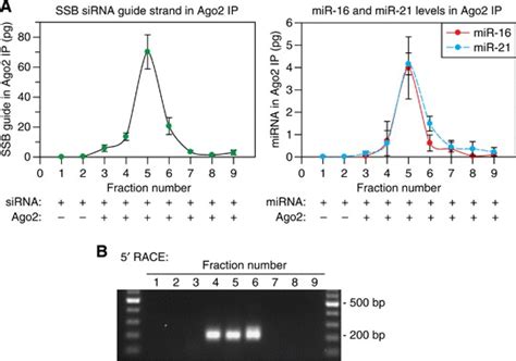 RNA- and miRNA-loaded Ago2 complexes and mRNA slicing product ... 