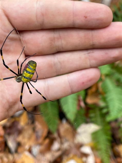 The Joro spiders are coming – and these photos from people along the