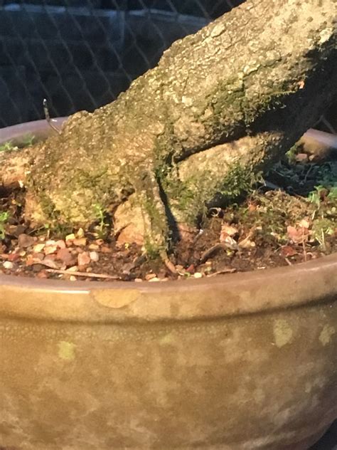 trysting tree 3
