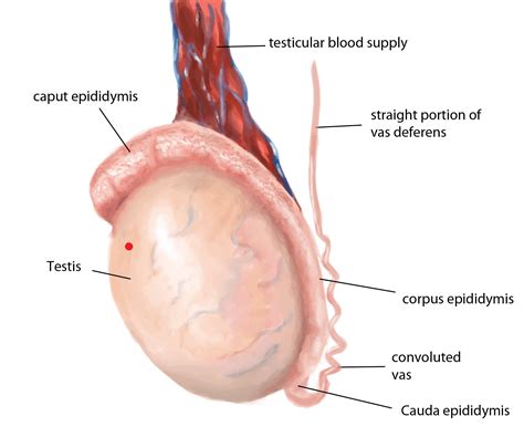 Tiny lump on other testicle after orchiectomy : r/testicularcancer