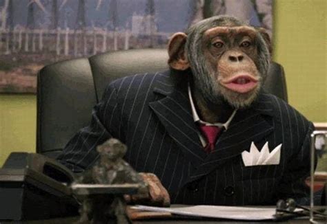 обезьяна в костюме | Monkey pictures, Sneaky animals, Chimp