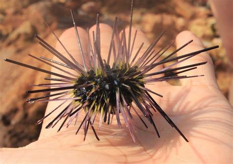 dac san nhum phu quoc