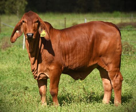 red kalahari goats