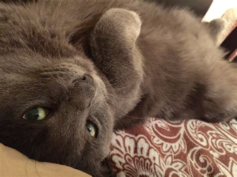 Bikikiz World • such a mischievous cat