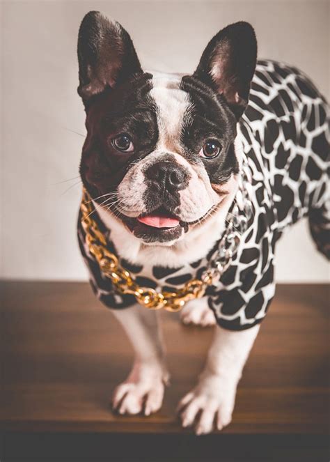 Dog French Bulldog Frenchie - Free photo on Pixabay - Pixabay