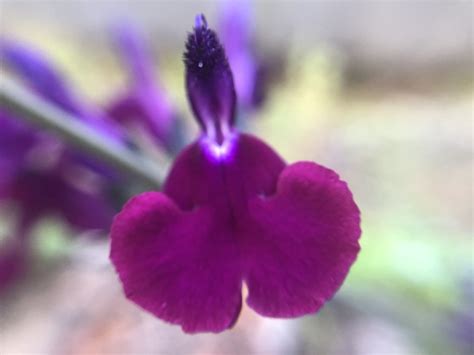 A Portland Purple Prince Tribute – Portland Orbit