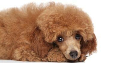 Toy Poodle Weight Chart | Size & Growth Chart