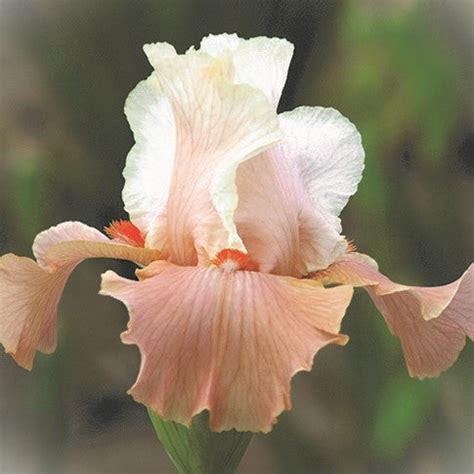 Bearded Iris | Bloom Floral