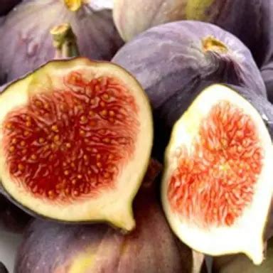 buy fig vlassoff plants   shipping nz wide