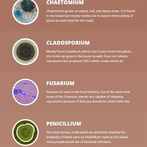 Understanding Different Types Of Mold Found In Your Home
