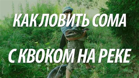 ЛОВЛЯ СОМА НА КВОК. РЫБАЛКА НА ВОЛГЕ НА РЫБУ СОМ - YouTube