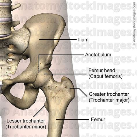 anatomy stock images hip joint acetabulum femur head caput femoris