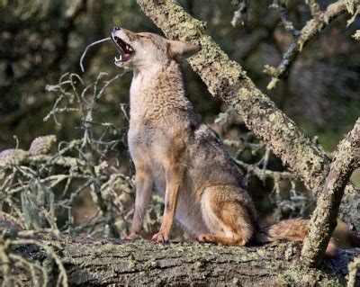 Coyotes yipping: Coyote behavior | Coyote Yipps