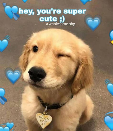 romantic dog meme ideas cute dog love memes bf dog love  memes
