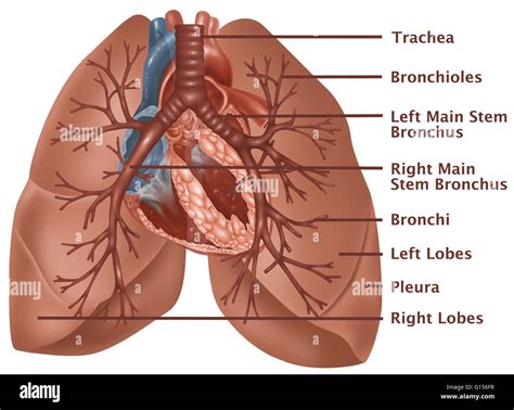 Lung Anatomy Bronchioles