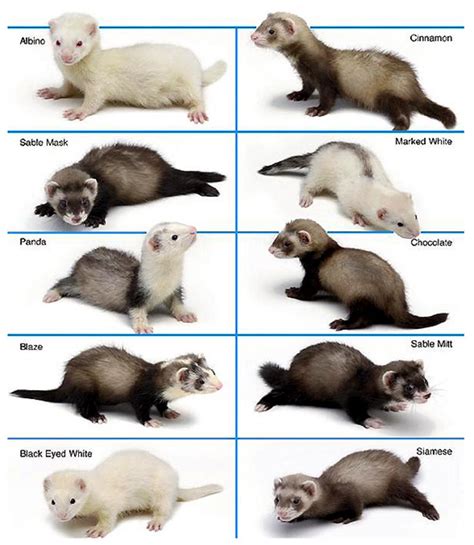 Ferret Colours And Types