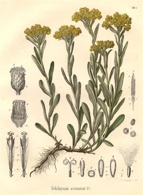 Helichrysum Gymnocephalum Essential Oil - Helichrysum gymnocephalum ...