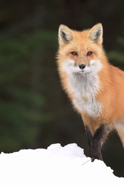 Red Fox Pet