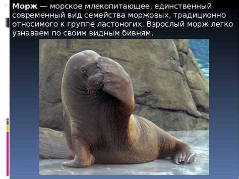 Морж