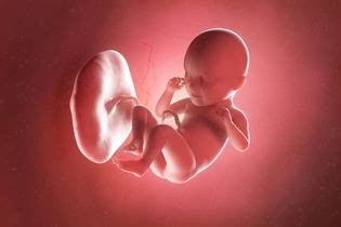 Bebê De 38 Semanas - Desenvolvimento do bebê - 38 semanas de gestação - Tua Saúde