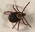 tick wikimedia commons
