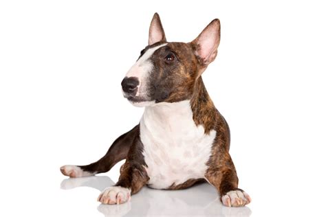 Miniature Bull Terrier Dog Breed: Characteristics, History, Appearance