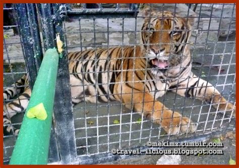the traveller & her thoughts: AVILON ZOO